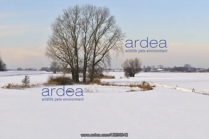 : Grey Willow (Salix cinerea) at outer marches du : Grey Willow (Salix cinerea) at outer marches du