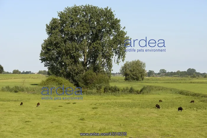 : Grey Willow (Salix cinerea) at outer marches du : Grey Willow (Salix cinerea) at outer marches du