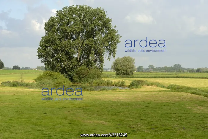 : Grey Willow (Salix cinerea) at outer marches du : Grey Willow (Salix cinerea) at outer marches du