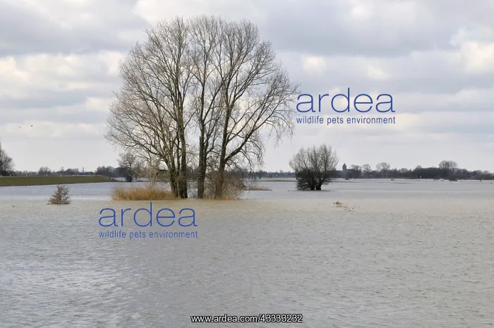 : Grey Willow (Salix cinerea) at outer marches du : Grey Willow (Salix cinerea) at outer marches du