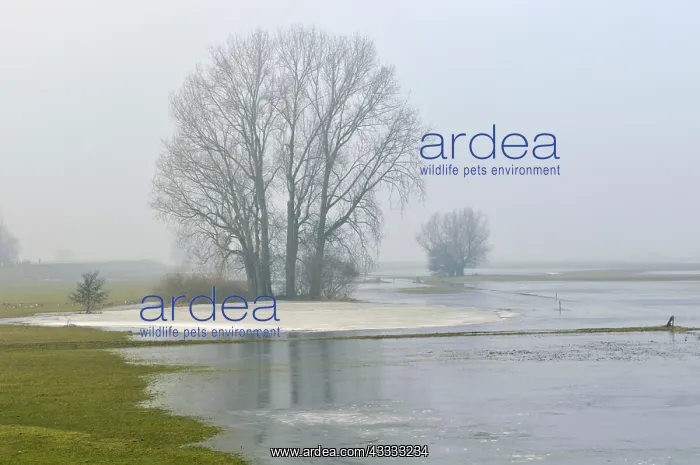  : Grey Willow (Salix cinerea) at outer marches du
