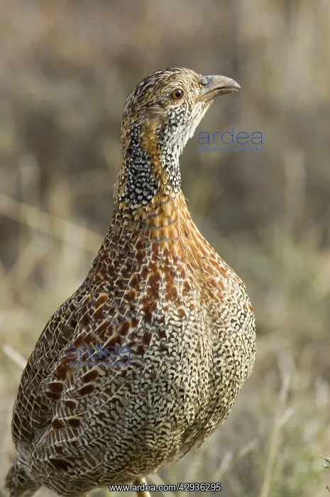 : Grey-winged Francolin - Adult : Grey-winged Francolin - Adult