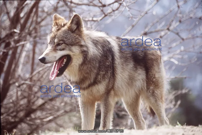 : GREY WOLF : GREY WOLF
