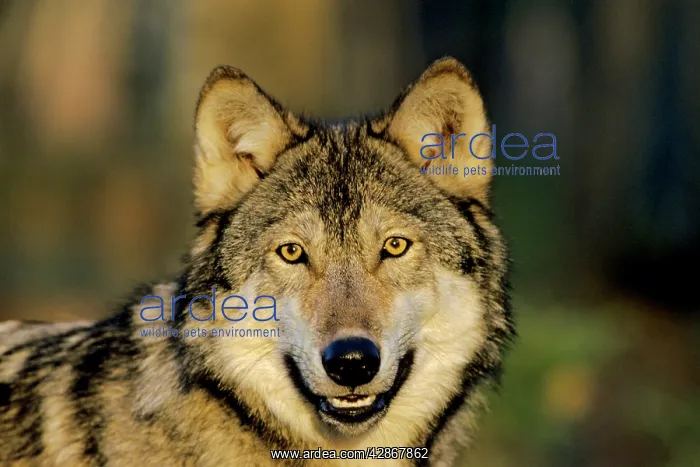 : Grey wolf (Canis lupus). Minnesota, North America. Captive in a reserve : Grey wolf (Canis lupus). Minnesota, North America. Captive in a reserve