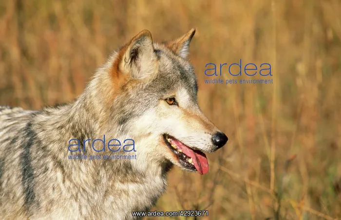 : Grey Wolf (Canus lupus). Montana - USA : Grey Wolf (Canus lupus). Montana - USA