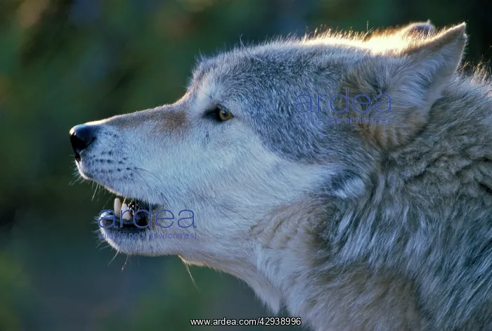 : Grey Wolf (Canis lupus) : Grey Wolf (Canis lupus)