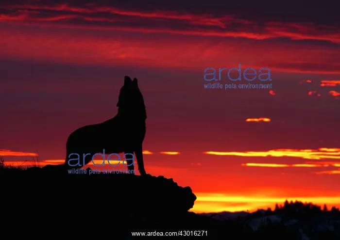 : Grey Wolf howling at sunrise. USA : Grey Wolf howling at sunrise. USA