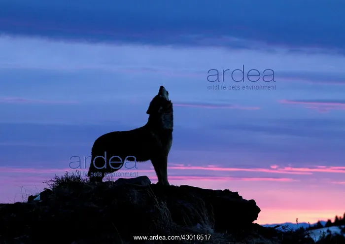  : Grey Wolf howling at sunrise. USA