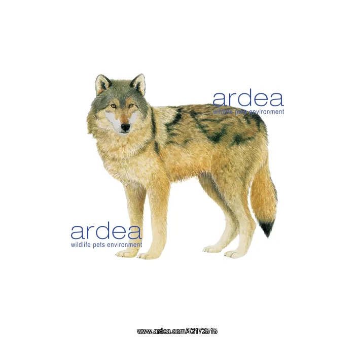 : Grey Wolf : Grey Wolf