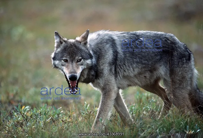 : GREY WOLF : GREY WOLF