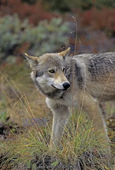 : Grey Wolf - August : Grey Wolf - August