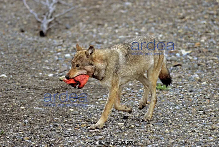 : Grey Wolf - carrying Moose liver from kill : Grey Wolf - carrying Moose liver from kill