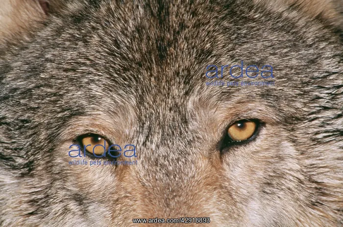 : Grey WOLF - close-up of eyes : Grey WOLF - close-up of eyes
