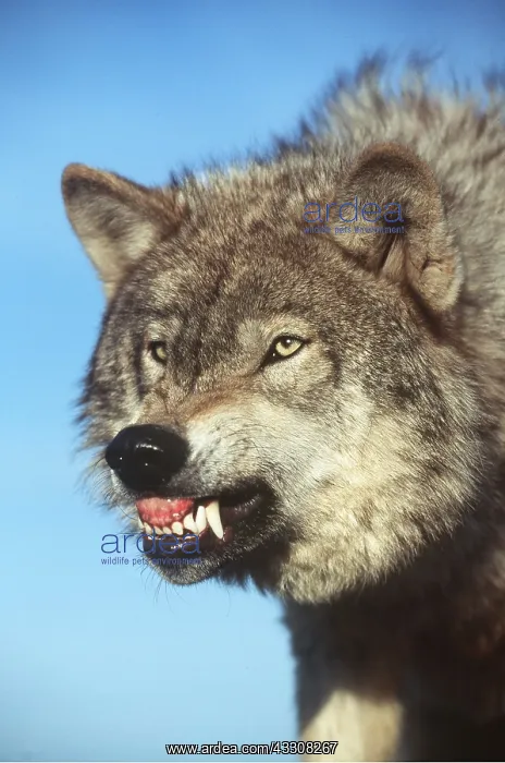 : GREY WOLF - close-up of snarling : GREY WOLF - close-up of snarling