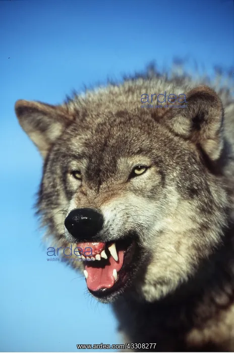 : GREY WOLF - close-up snarling : GREY WOLF - close-up snarling