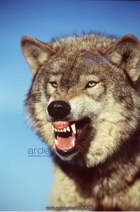: GREY WOLF - close-up snarling : GREY WOLF - close-up snarling