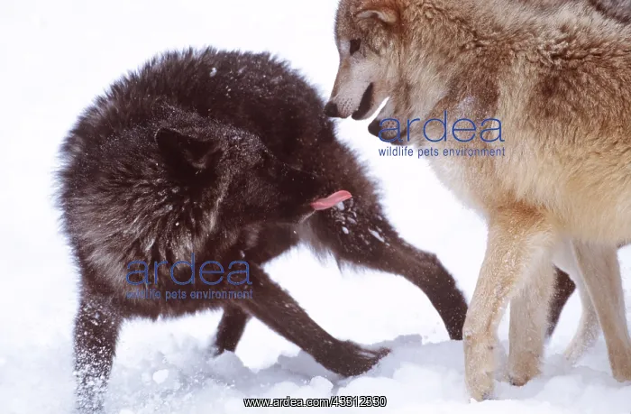 : GREY WOLF - Encounter with dark Phase Wolf : GREY WOLF - Encounter with dark Phase Wolf
