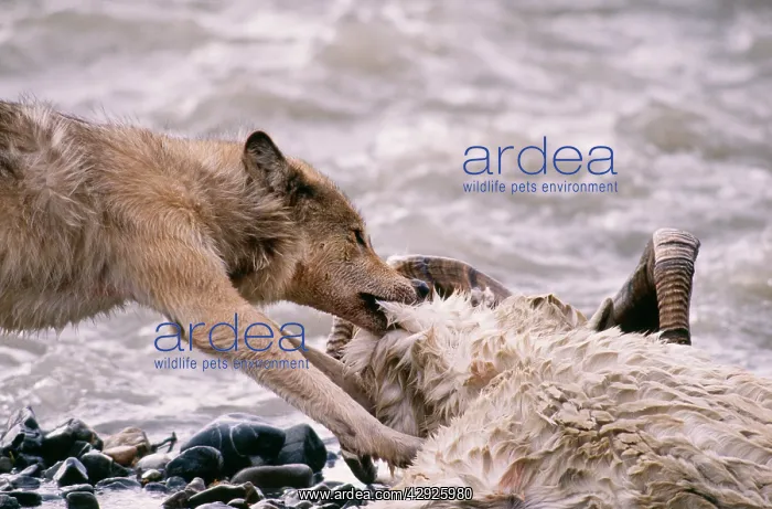 : Grey Wolf - feeding on Dall Sheep Ram : Grey Wolf - feeding on Dall Sheep Ram