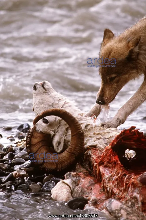 : GREY WOLF - feeding on Dall sheep ram : GREY WOLF - feeding on Dall sheep ram