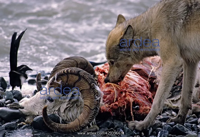 : Grey Wolf feeding on Dall sheep ram carcass : Grey Wolf feeding on Dall sheep ram carcass