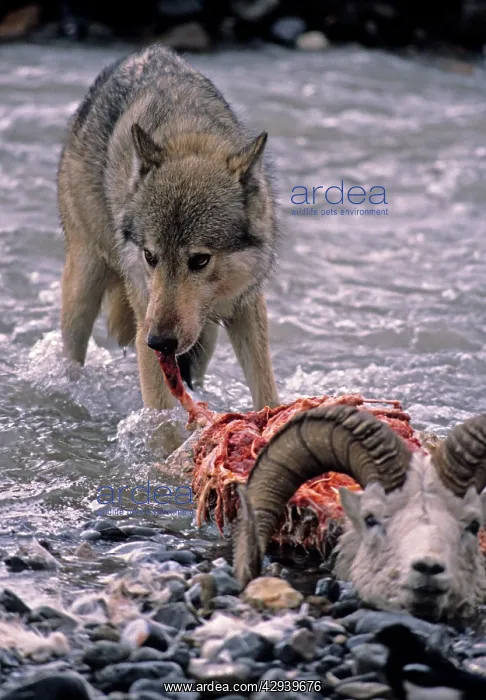 : Grey Wolf feeding on Dall sheep ram carcass : Grey Wolf feeding on Dall sheep ram carcass