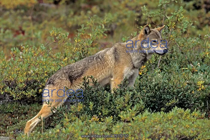 : Grey Wolf - female, August : Grey Wolf - female, August