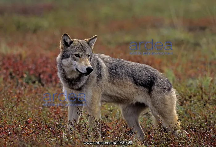 : Grey Wolf - female, August, fall tundra : Grey Wolf - female, August, fall tundra