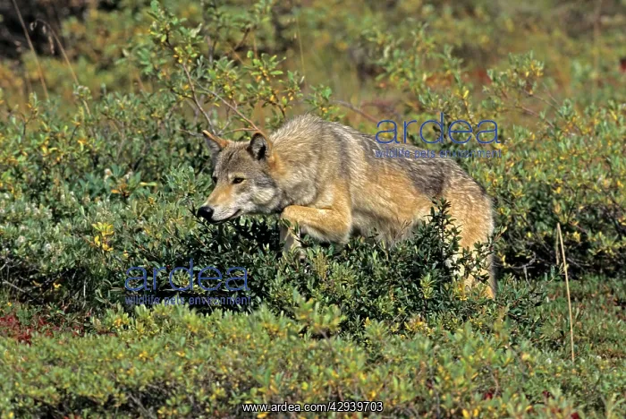 : Grey Wolf - female stalking : Grey Wolf - female stalking