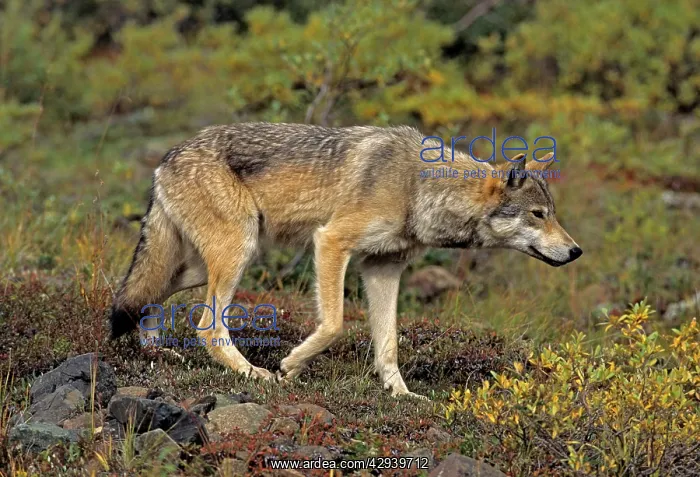 : Grey Wolf, female, stalking : Grey Wolf, female, stalking
