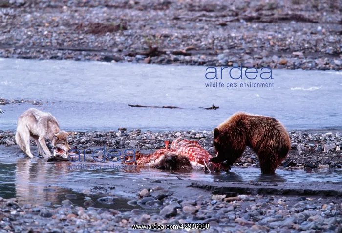  : Grey Wolf & Grizzly Bear feeding on opposite ends