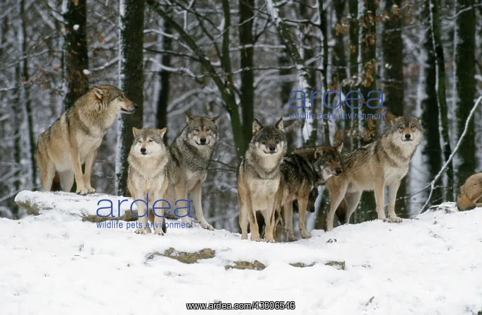 : Grey WOLF- group of six, in the snow : Grey WOLF- group of six, in the snow