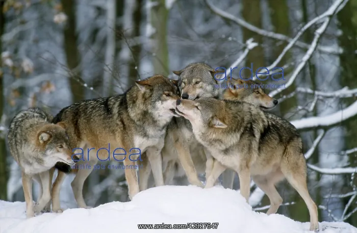 : Grey WOLF- group in snow, one in submissive pose : Grey WOLF- group in snow, one in submissive pose
