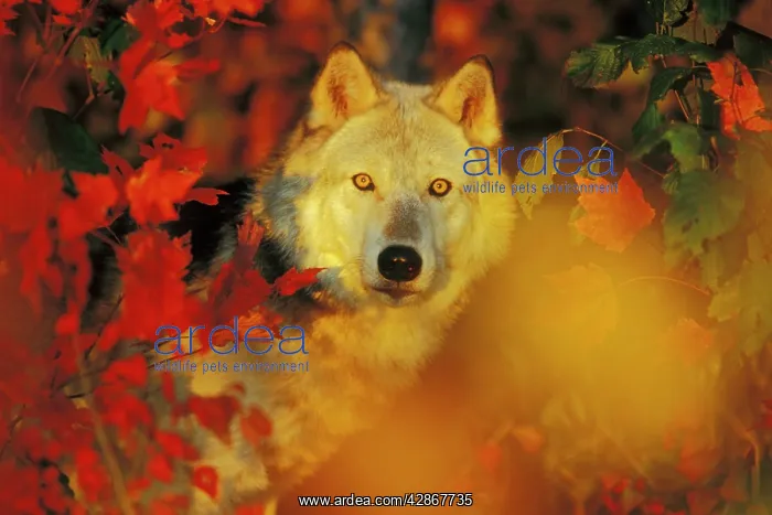 : Grey Wolf - hiding behind Autumn leaves : Grey Wolf - hiding behind Autumn leaves