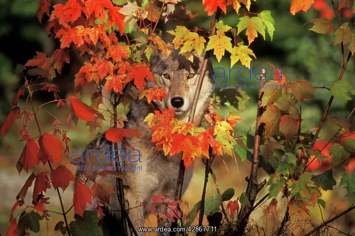 : Grey Wolf - hiding behind maple tree : Grey Wolf - hiding behind maple tree