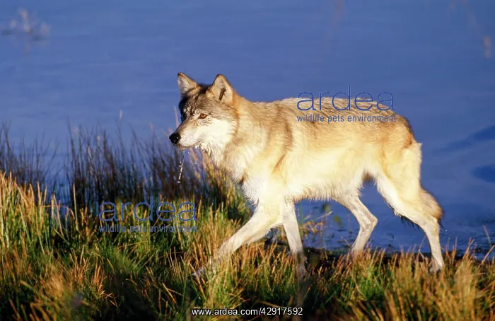 : Grey Wolf - light phase - walking : Grey Wolf - light phase - walking