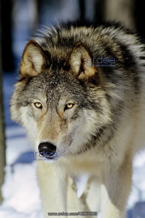 : Grey wolf - male walking in snow - note broadness of head : Grey wolf - male walking in snow - note broadness of head