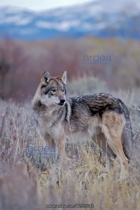: Grey Wolf in meadow of sagebrush, Mid-western USA : Grey Wolf in meadow of sagebrush, Mid-western USA
