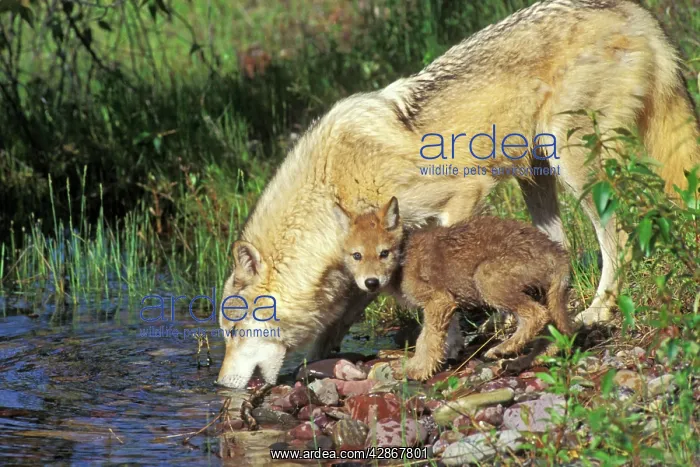 : Grey Wolf - mother and pup drinking from water pool : Grey Wolf - mother and pup drinking from water pool
