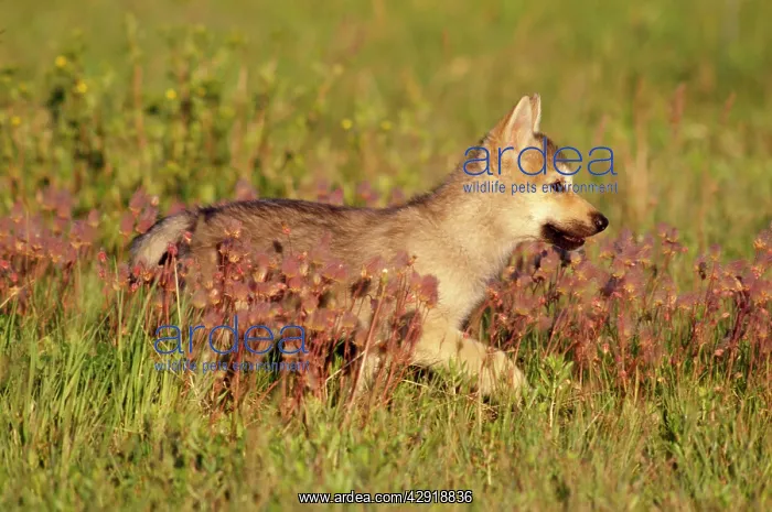  : Grey Wolf - pup in Mountain meadow with Prairie