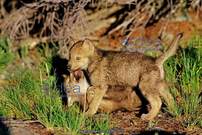 : Two Grey wolf pups playing near den : Two Grey wolf pups playing near den