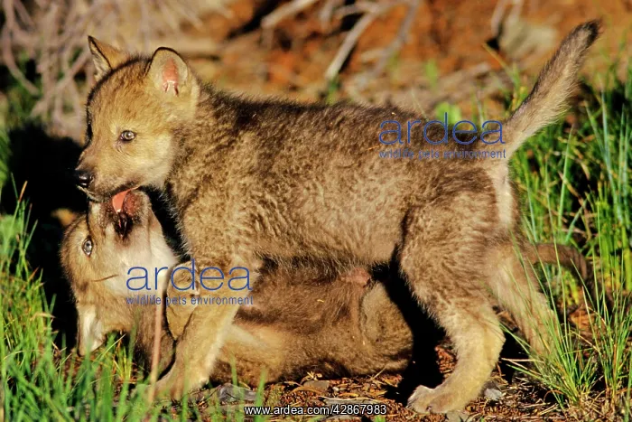 : Two Grey wolf pups playing near den : Two Grey wolf pups playing near den