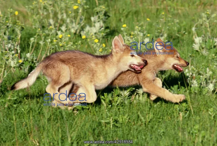 : Grey Wolf Pups - running in meadow : Grey Wolf Pups - running in meadow