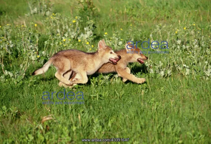 : Grey Wolf - pups running in meadow : Grey Wolf - pups running in meadow