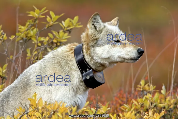 : Grey Wolf - with radio collar, alpha female : Grey Wolf - with radio collar, alpha female