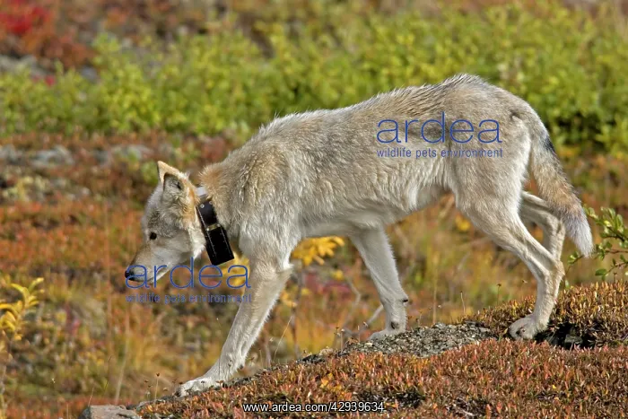 : Grey Wolf - with radio collar, alpha female : Grey Wolf - with radio collar, alpha female