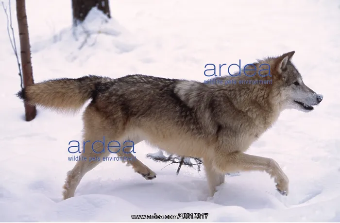 : GREY WOLF - running in snow : GREY WOLF - running in snow