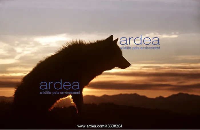 : GREY WOLF - silhouette sunset : GREY WOLF - silhouette sunset