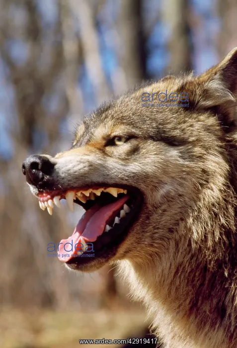 : Grey Wolf - snarling : Grey Wolf - snarling