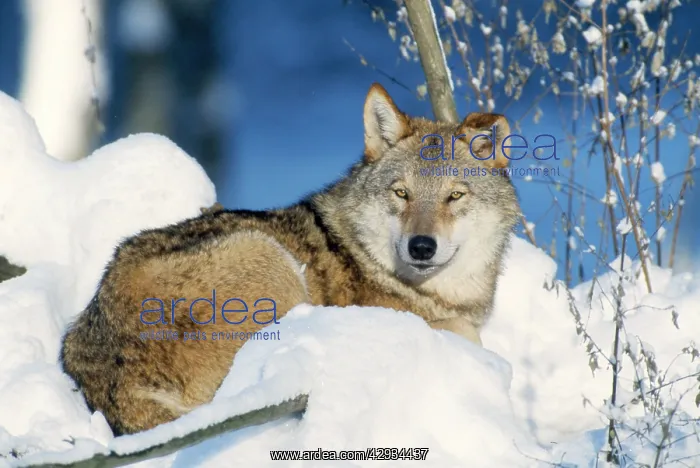 : Grey Wolf - in snow : Grey Wolf - in snow