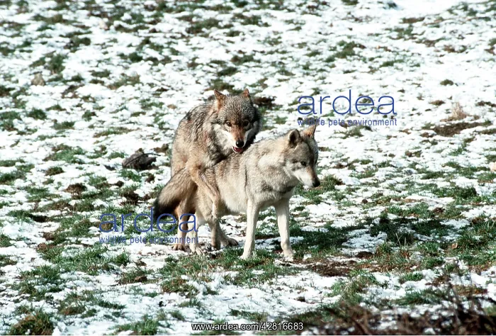 : GREY WOLF - sub-dominent male mating with female : GREY WOLF - sub-dominent male mating with female